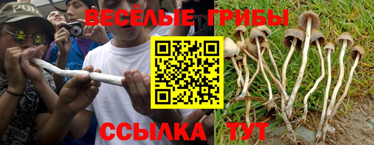 как найти   Вход с VPN  Галлюциногенные грибы Cubensis  Нововоронеж  Галлюциногенные грибы Psilocybe 